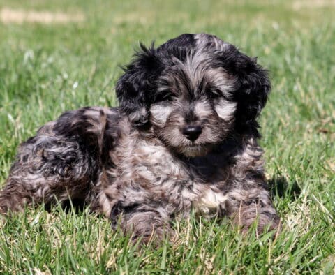 Chex Mini Aussiedoodle2