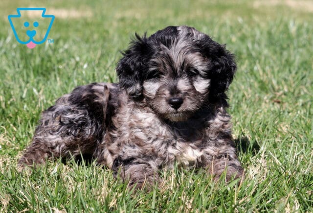 Chex Mini Aussiedoodle2 image