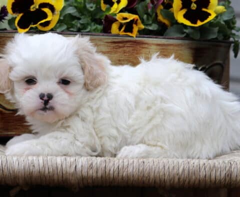 Cora Shichon