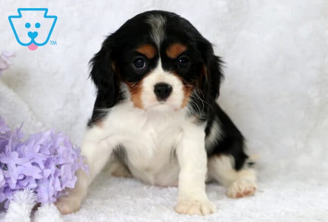 Cuddles Cavalier image