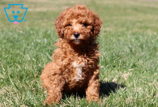 Cupcake Mini Aussiedoodle image