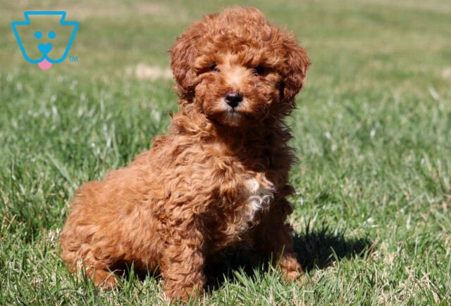 Cupcake Mini Aussiedoodle2 image