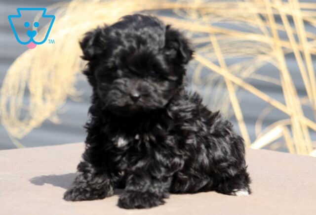 Cupcake Yorkiepoo image