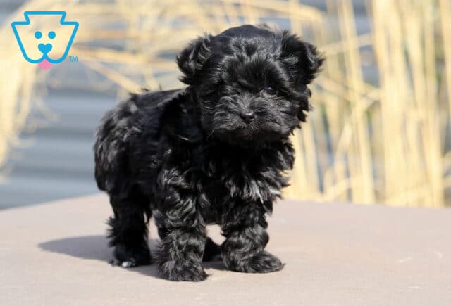 Cupcake Yorkiepoo2 image