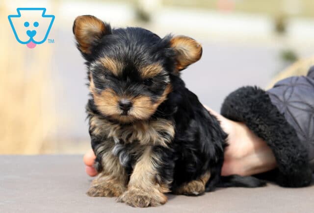 Cutie Yorkiepoo image