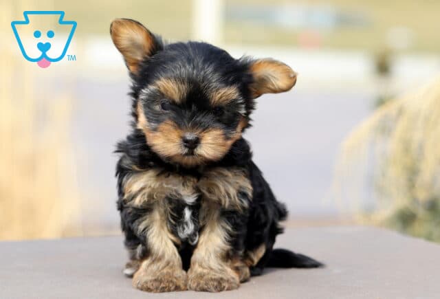 Cutie Yorkiepoo2 image