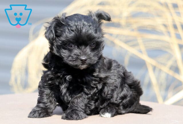 Cynthia Yorkiepoo image