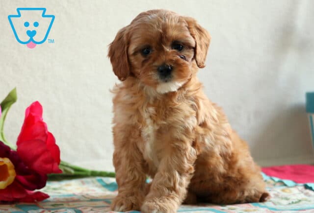 Debbie Cavapoo image
