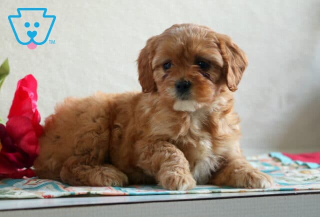 Debbie Cavapoo2 image