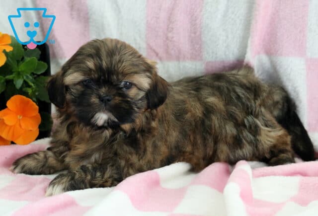 Farrah Shih Tzu image