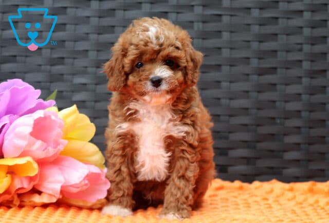 Forest Cavapoo image