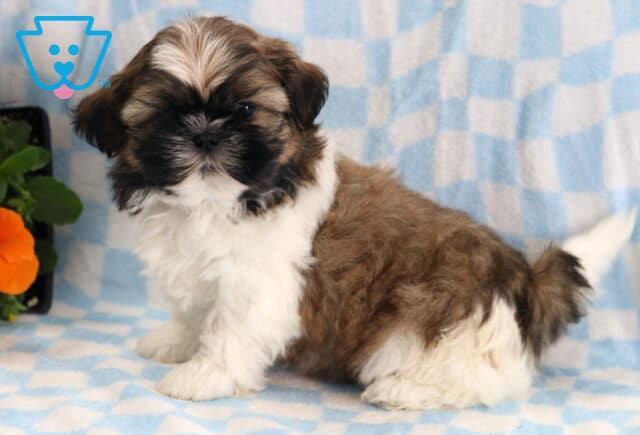Frankie Shih Tzu image