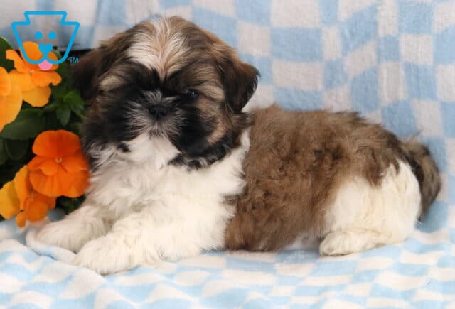 Frankie Shih Tzu3 image