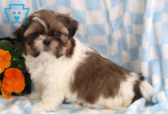 Furry Shih Tzu image