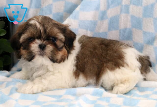 Furry Shih Tzu2 image