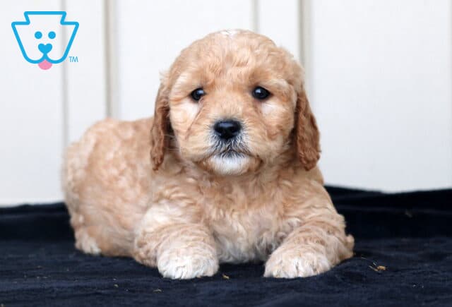 Ginger Goldendoodle2 image