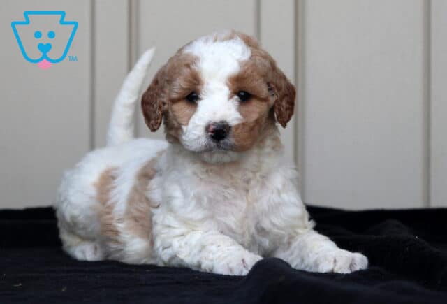 Glow Goldendoodle image