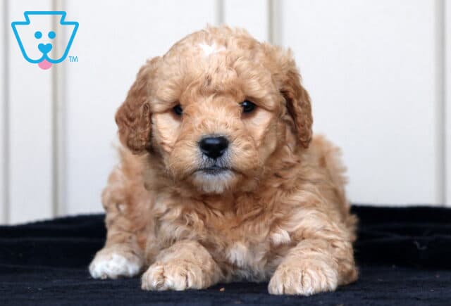 Greggy Goldendoodle image