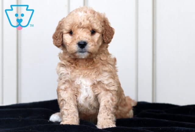 Greggy Goldendoodle2 image