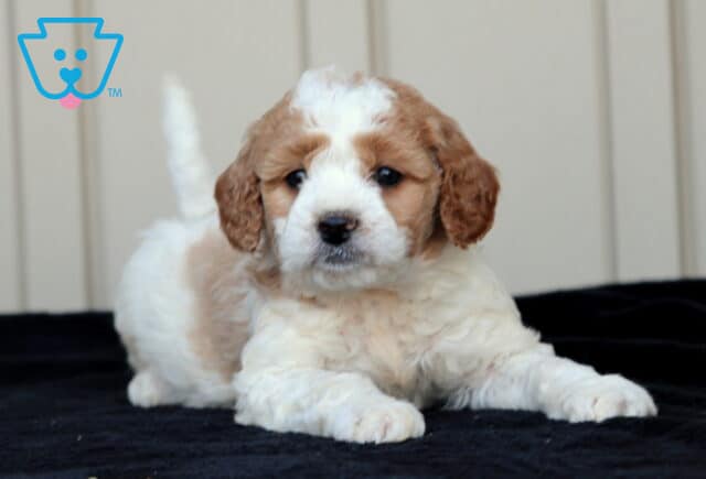 Grizzy Goldendodole image
