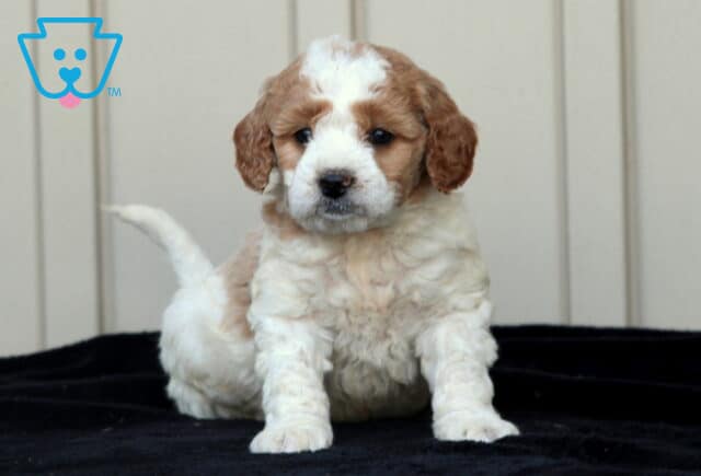 Grizzy Goldendodole2 image