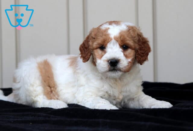 Gus Goldendoodle image