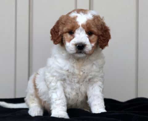 Gus Goldendoodle2