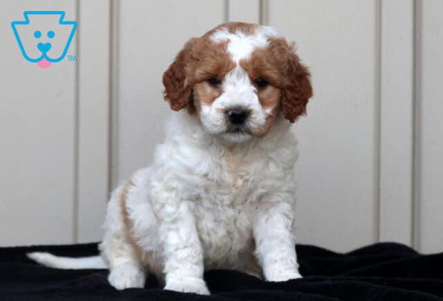 Gus Goldendoodle2 image