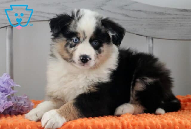 Happy Australian Shepherd image