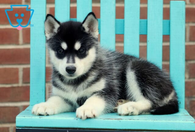 Hardy Husky image