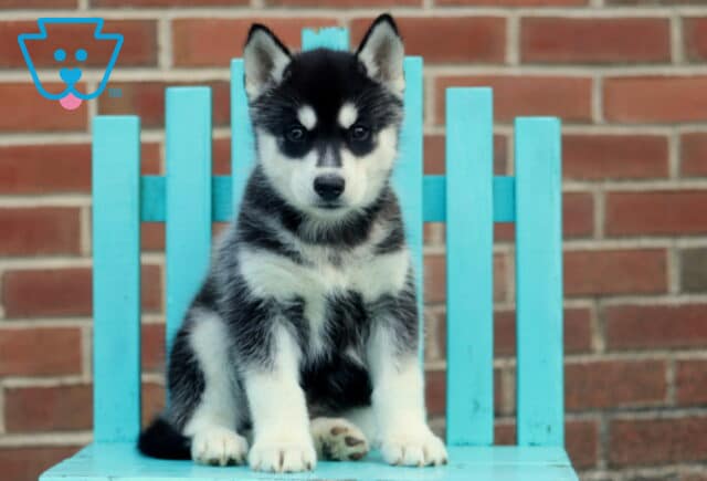Hardy Husky2 image