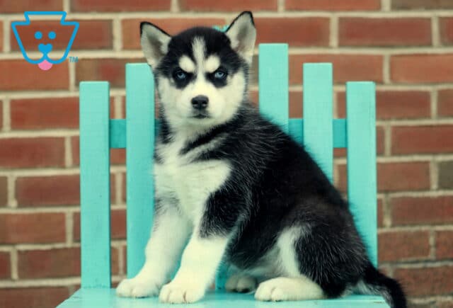 Harry Husky image