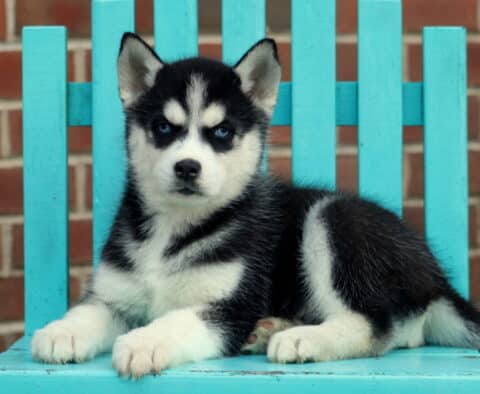 Harry Husky2