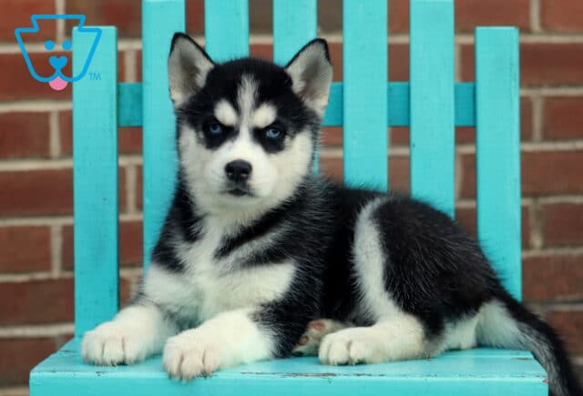 Harry Husky2 image