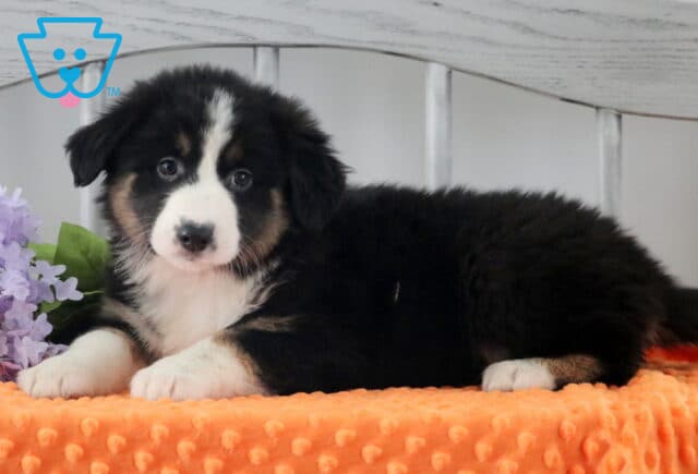 Hillary Australian Shepherd2 image