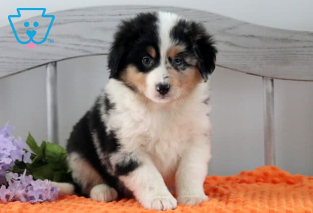 Honey Australian Shepherd2 image