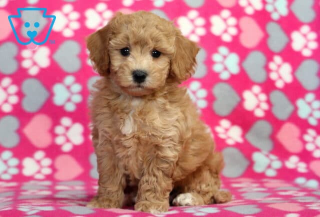Honey Bichpoo2 image