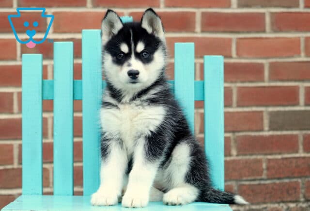 Honey Husky image