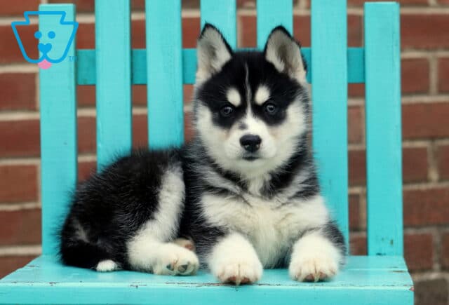 Honey Husky2 image