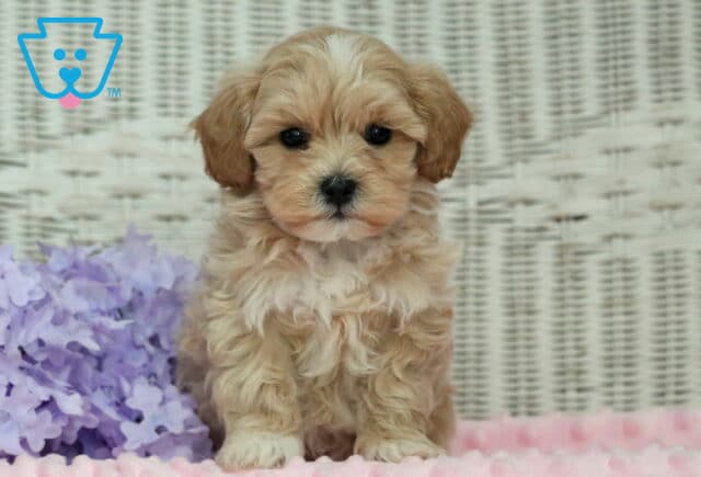 Honey Shihpoo image