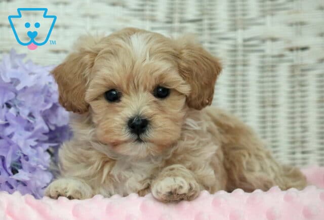 Honey Shihpoo2 image