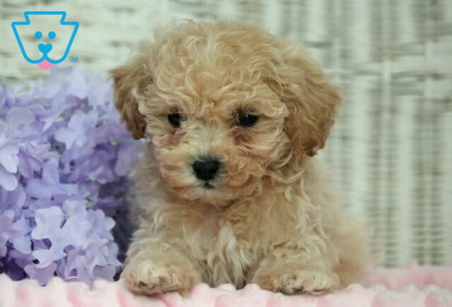 Hope Shihpoo image