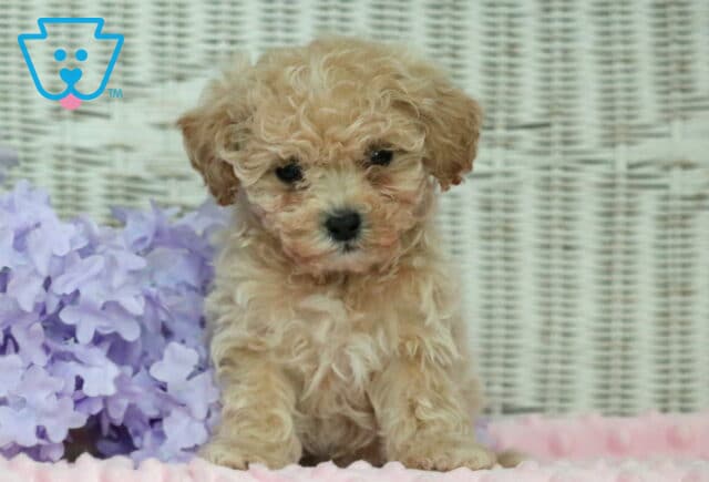 Hope Shihpoo2 image