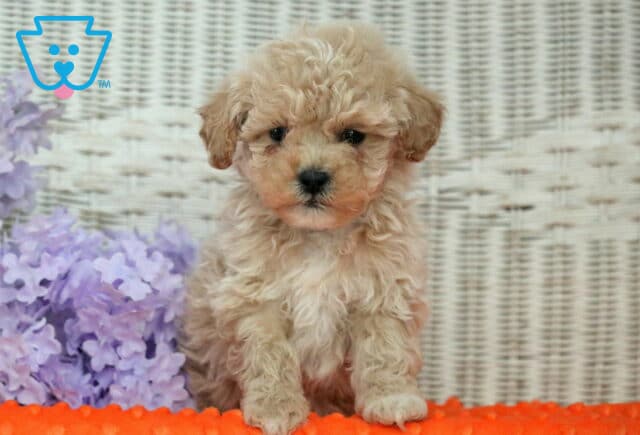 Hotdog Shihpoo image