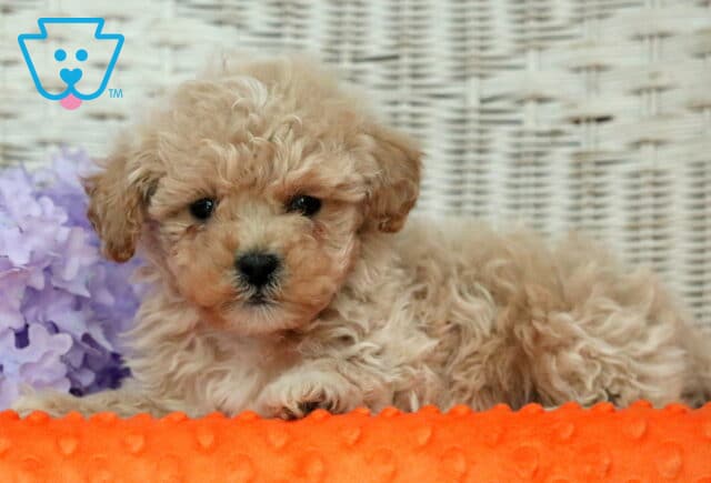 Hotdog Shihpoo2 image