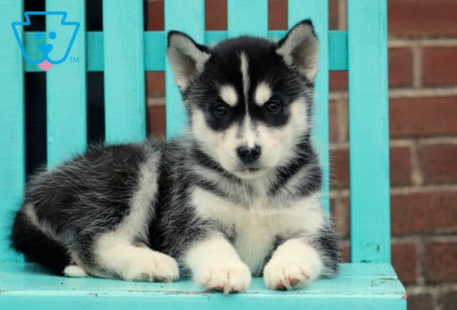 Howy Husky image