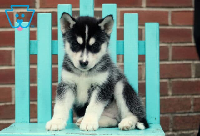 Howy Husky2 image
