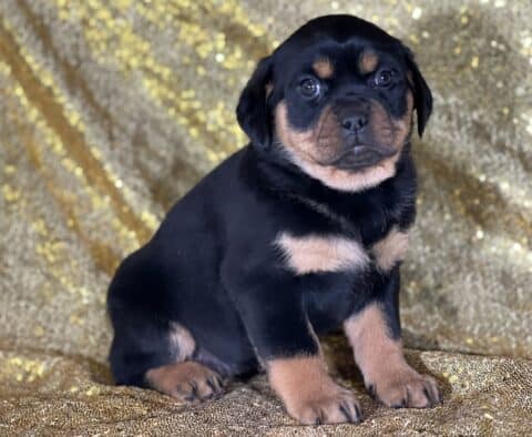 Jane Mini Rottweiler