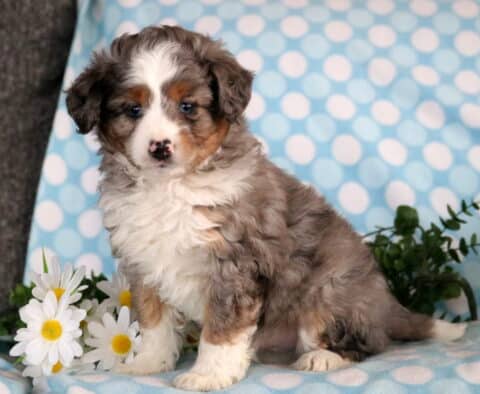 Jax Mini Aussiedoodle