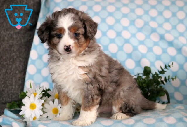 Jax Mini Aussiedoodle image